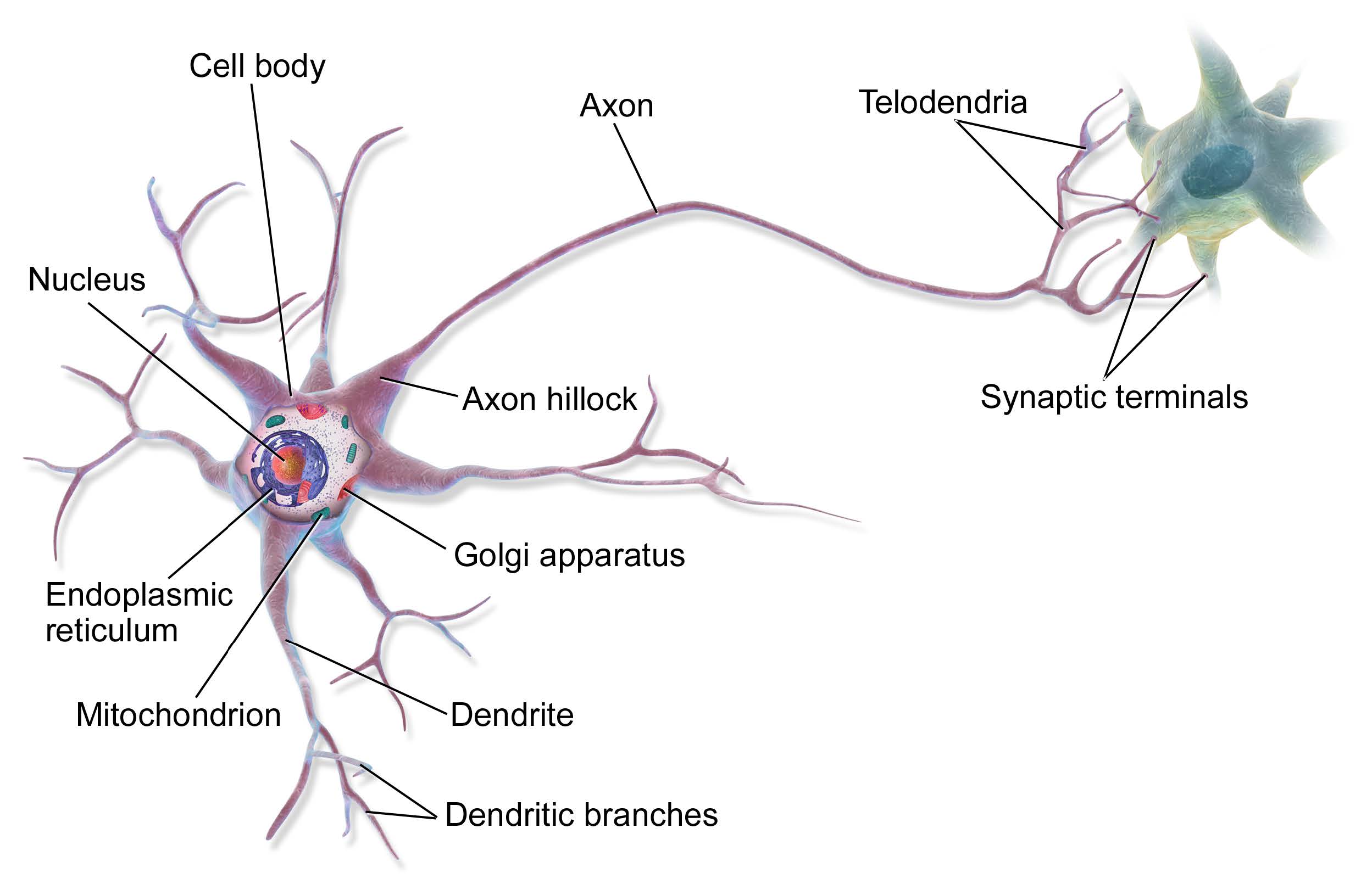 neurons